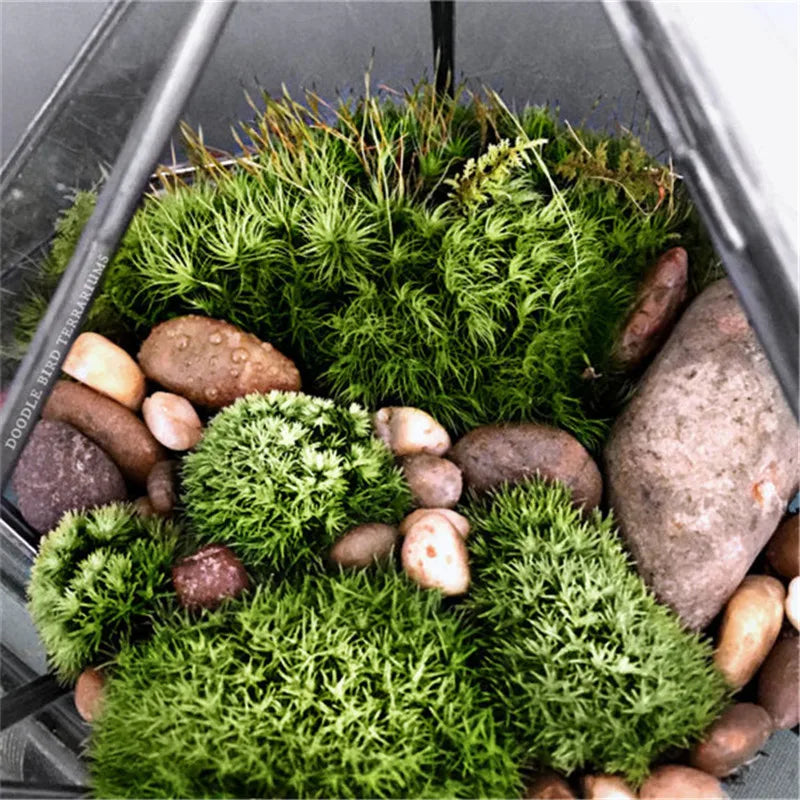 Micro Landscape Diamond shape Moss Glass Terrarium Black Geometric Glass Solder Terrarium Housing For Plants Home Decoration Vue