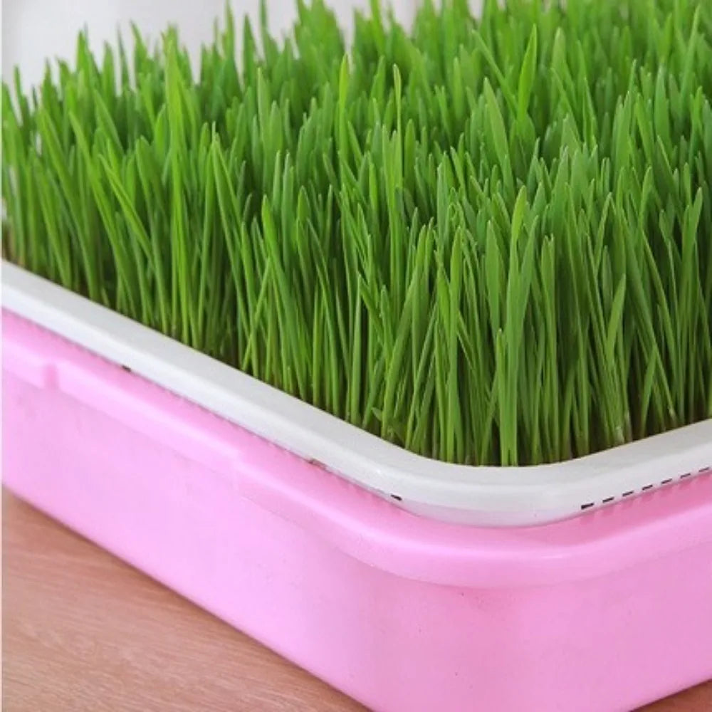 1 Set Hydroponic Plant Germination Trays Double Layer with Lid Sprouting Tray Household Insulation Nursery Plate for Microgreens Vue