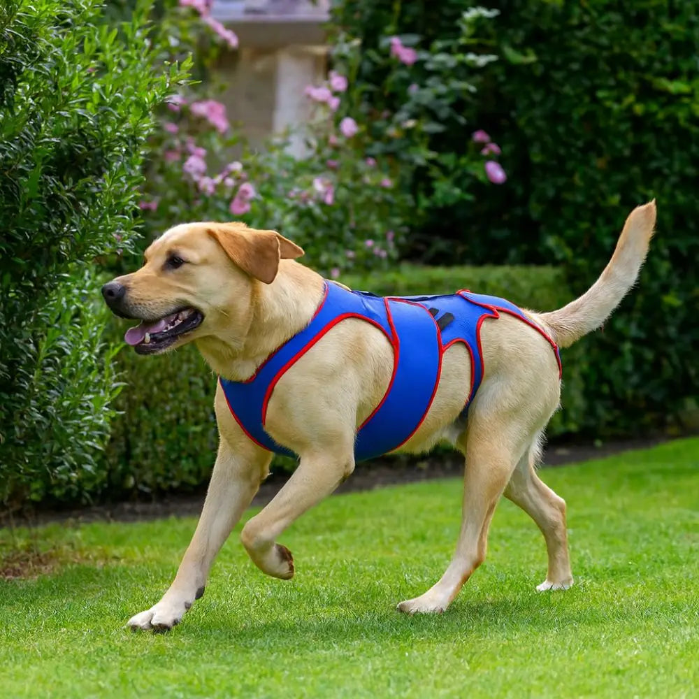 Adjustable Dog Back Brace Breathable Comfortable Pet Support Harness Back Protector Thickened Dog Soothing Clothes Vue