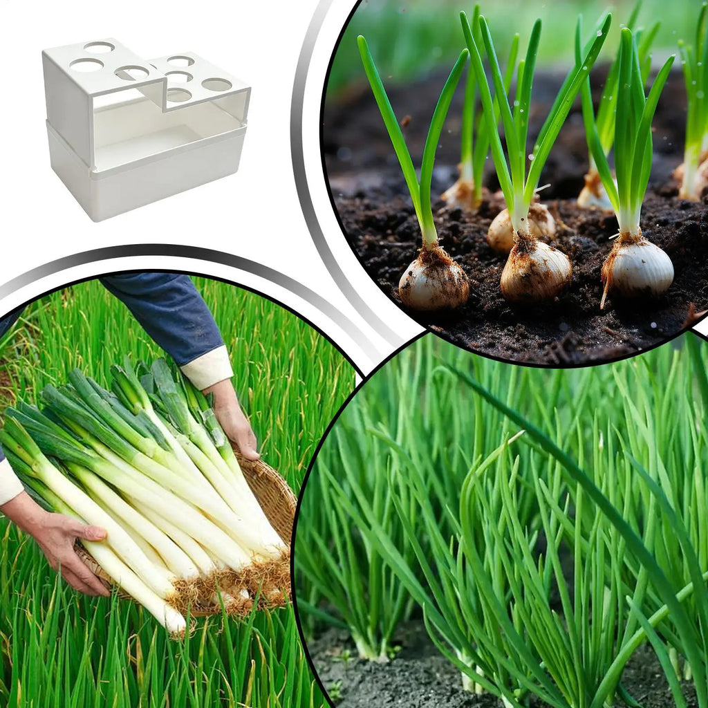 Home Multi-Hole Scallion Regrower 14X7.5X7cm Reusable Leakproof Hydroponic Box For Spring Onion Sprouting Vegetable Planting Vue
