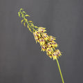 Bell Shaped Artificial Yucca Stem Realistic Touch Silk-like Hanging Bell Flower Tall Stem Plastic Faux Yucca Event Decoration Vue Yellow