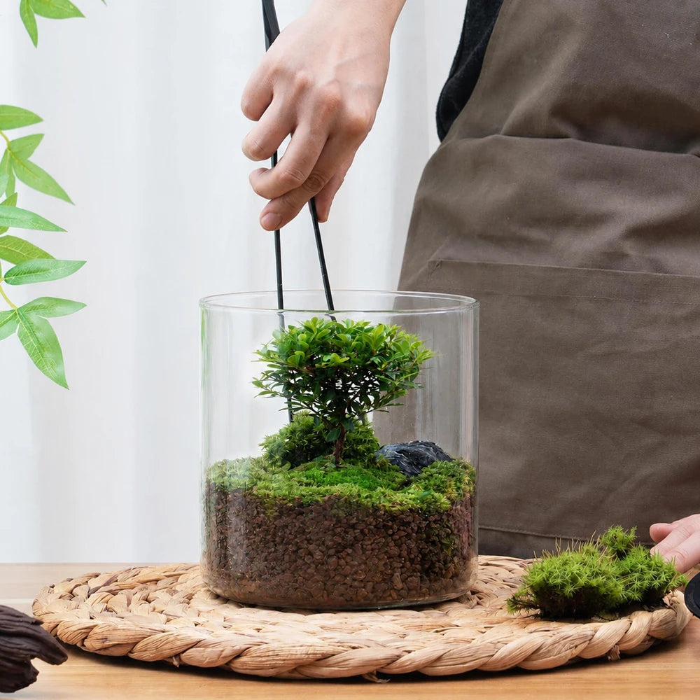 Desktop Glass Plant Terrarium with Grow Light Planter for Succulent Moss Miniature Gardening Landscape, Fish Tank Indoor Plant Vue