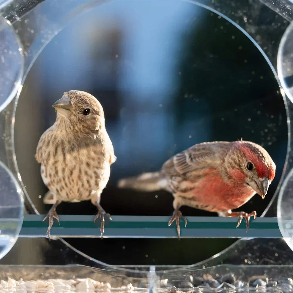 Acrylic Clear Window Glass Birds Hanging Feeder Birdhouse Food Feeding House Table Seed Cup Transparent Windowsill Birdfeeders Vue