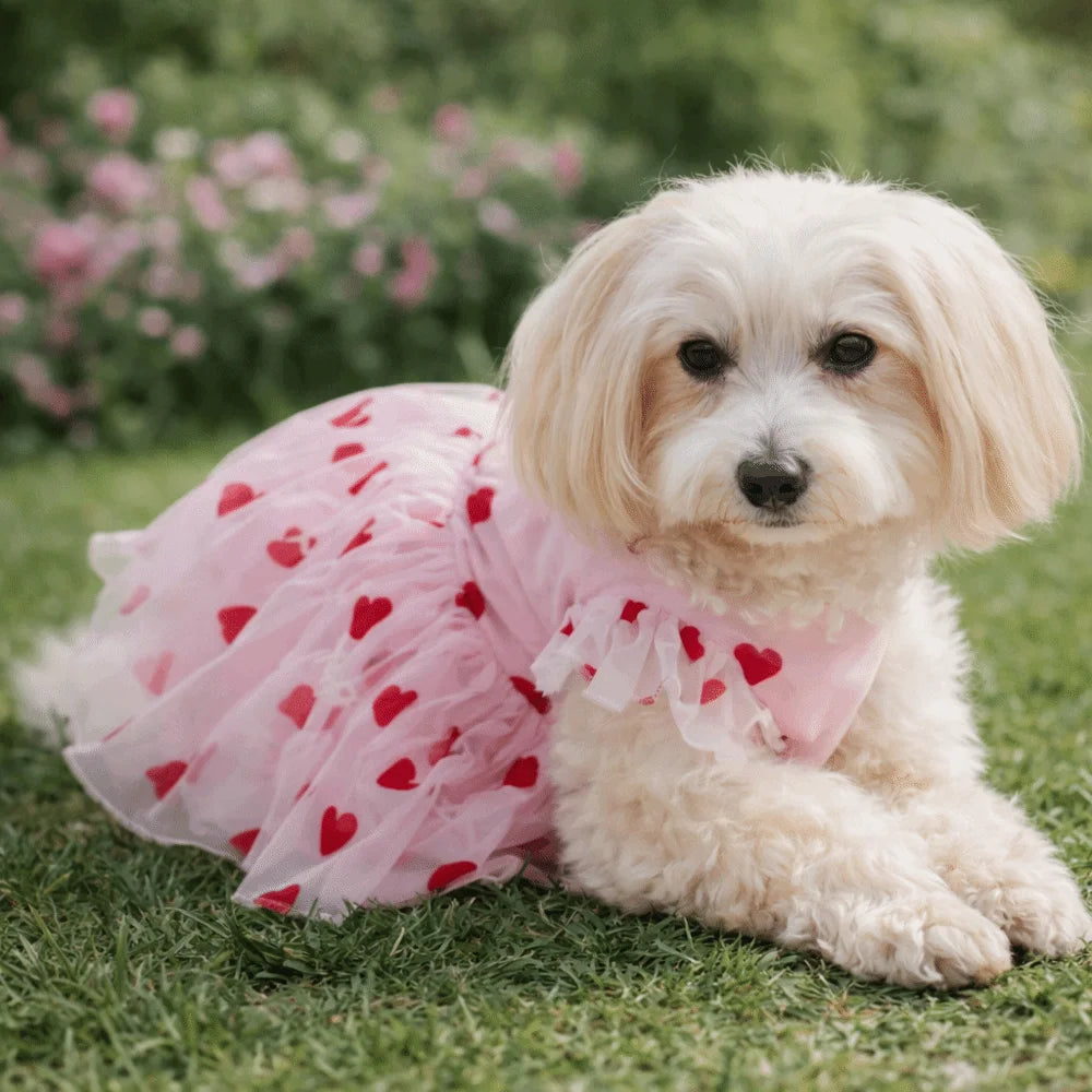 Heart Printed Dog Tulle Skirt Thin Breathable Dreamy Pet Princess Dress Soft Ruffle Trim Love Pattern Dresses Pet Photography Vue