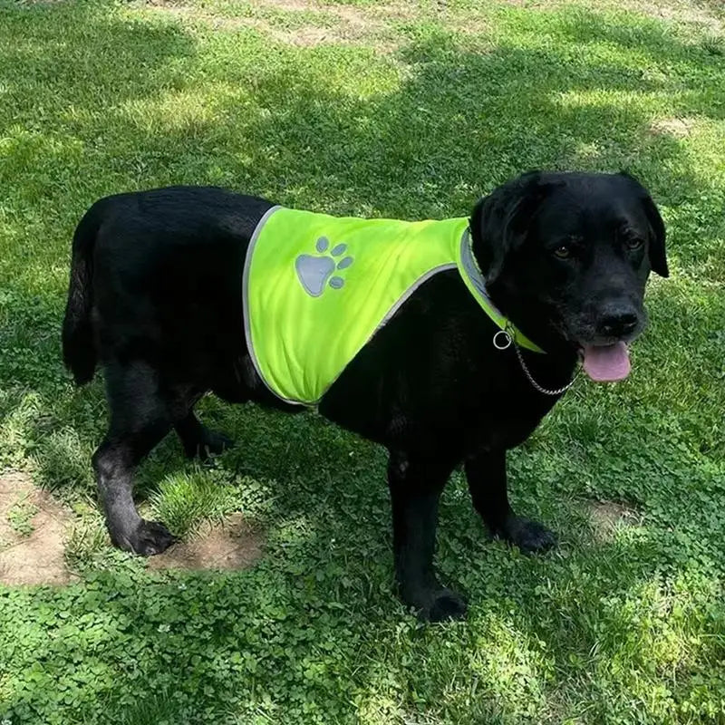 Reflective Dog Safety Vest | Hi-Vis Fluorescent Jacket S/M/L Dog Safety Vest Vue