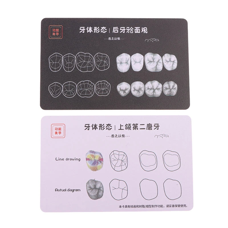 Dental Composite Filling Practice Board Model Teeth Template Restoration Cavity Dentist Anterior Posterior Practise Resin Stack Vue