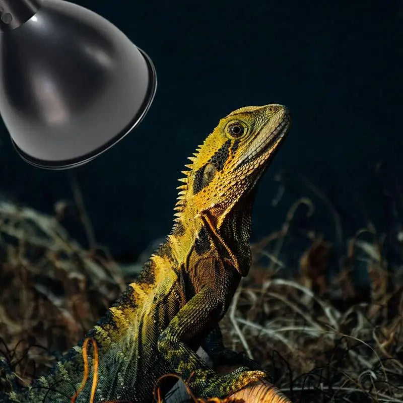 Deep Dome Reptile Heat Lamp Fixture UVB Basking Light Reflector Dome Lampshade Terrarium Lighting System with Optical Reflection Vue