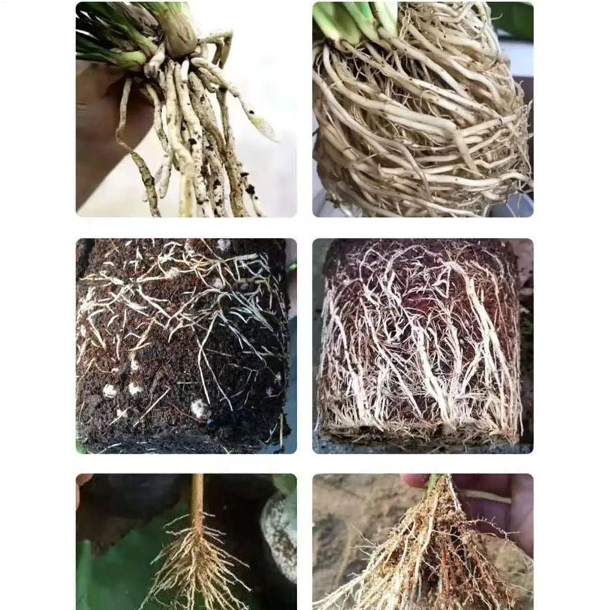 50ml Plant Root Booster, Fast Rooting Nutrient Solution for Transplanting, Garden Plant Growth Promoter for Indoor Outdoor Use Vue