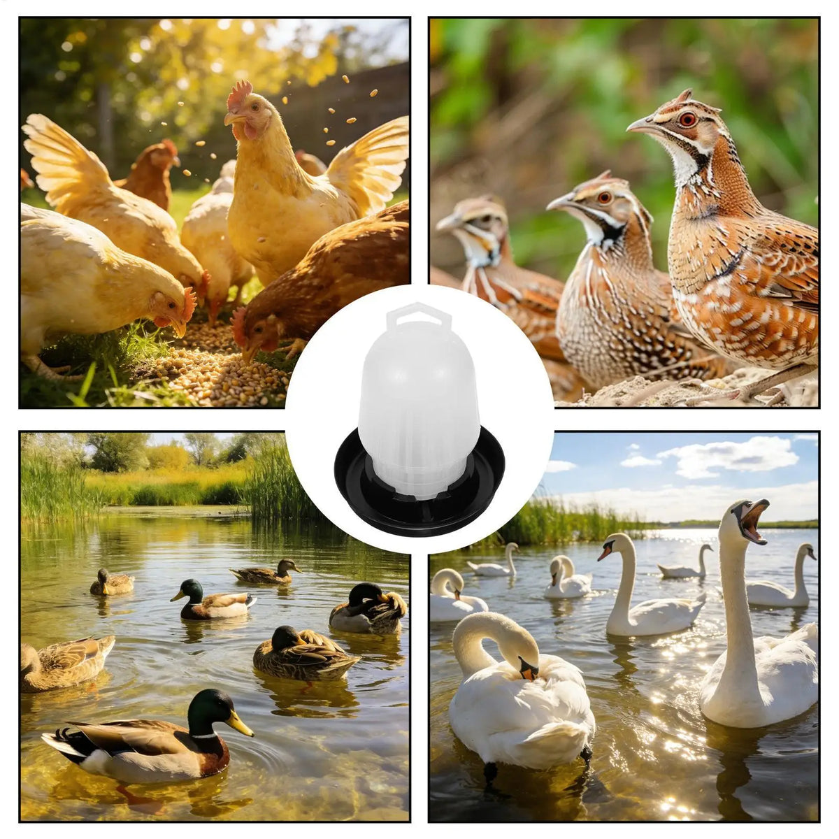 Automatic Chicken Waterer Poultry Drinker for Duck Goose Pigeon Quail Livestock Coop Farm Feeding Drinking Vue