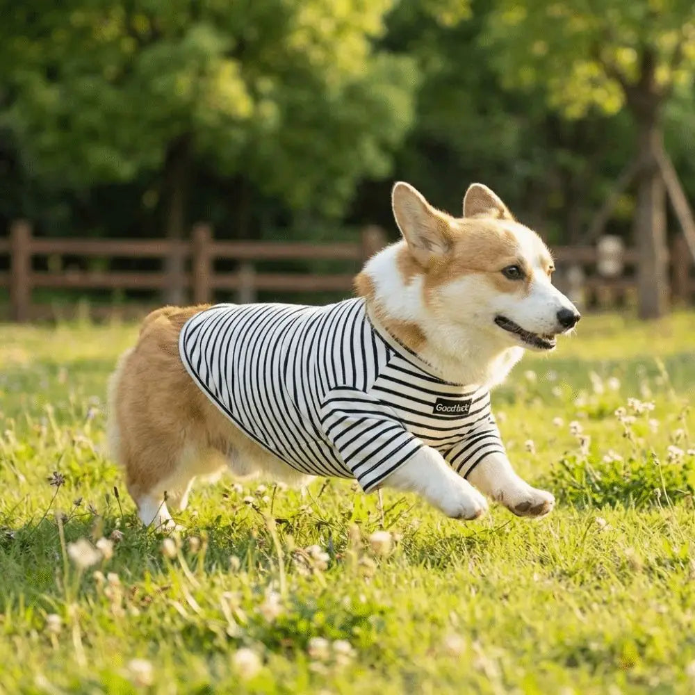 Dog Clothing High Collar Dog Thermal Shirt Warm Soft Dog Base Coat Two Leg Comfortable Dog T-shirt Cold Weather Vue