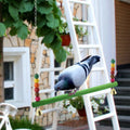 ABKW-Chicken Swing Chicken Chicken For Hens Bird Parrot Macaw Hens Swing Ladder For Hens Bird Parrot Trainning Vue Green