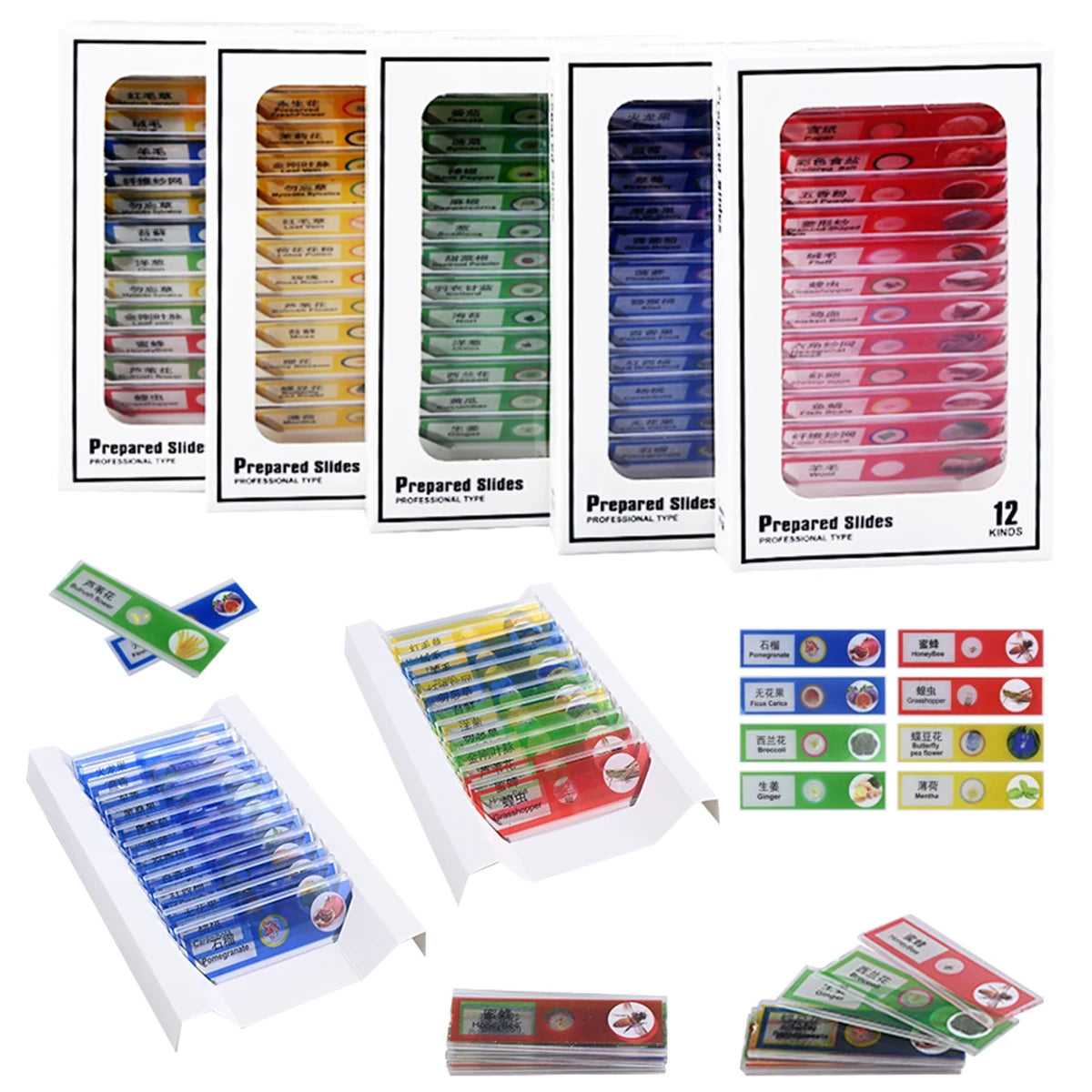 12Pcs Microscope Slides Toys, Plastic Biological Prepared Slide with Specimens Science Education for Kids Vue