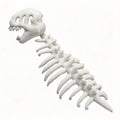 3D Dinosaur Skeleton Plush Costume Set with Hood | Adults & Kids Plush Costume Set Vue White 116CM China Mainland