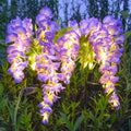 Solar powered wisteria flower lamp, outdoor plug-in grounding lamp, garden passage lighting, outdoor lighting Vue purple 1pcs