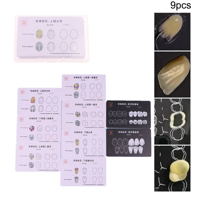 Dental Composite Filling Practice Board Model Teeth Template Restoration Cavity Dentist Anterior Posterior Practise Resin Stack Vue
