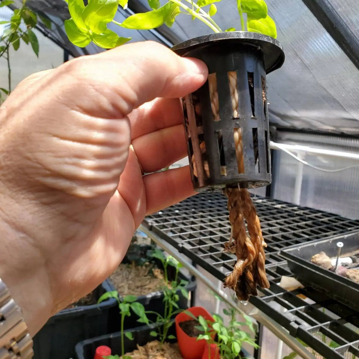 ABKW-300 Pack 1.77 Inch Net Cups Slotted Mesh Wide Lip Filter Plant Net Pot Bucket Basket For Hydroponics Aquaponics Orchids Vue