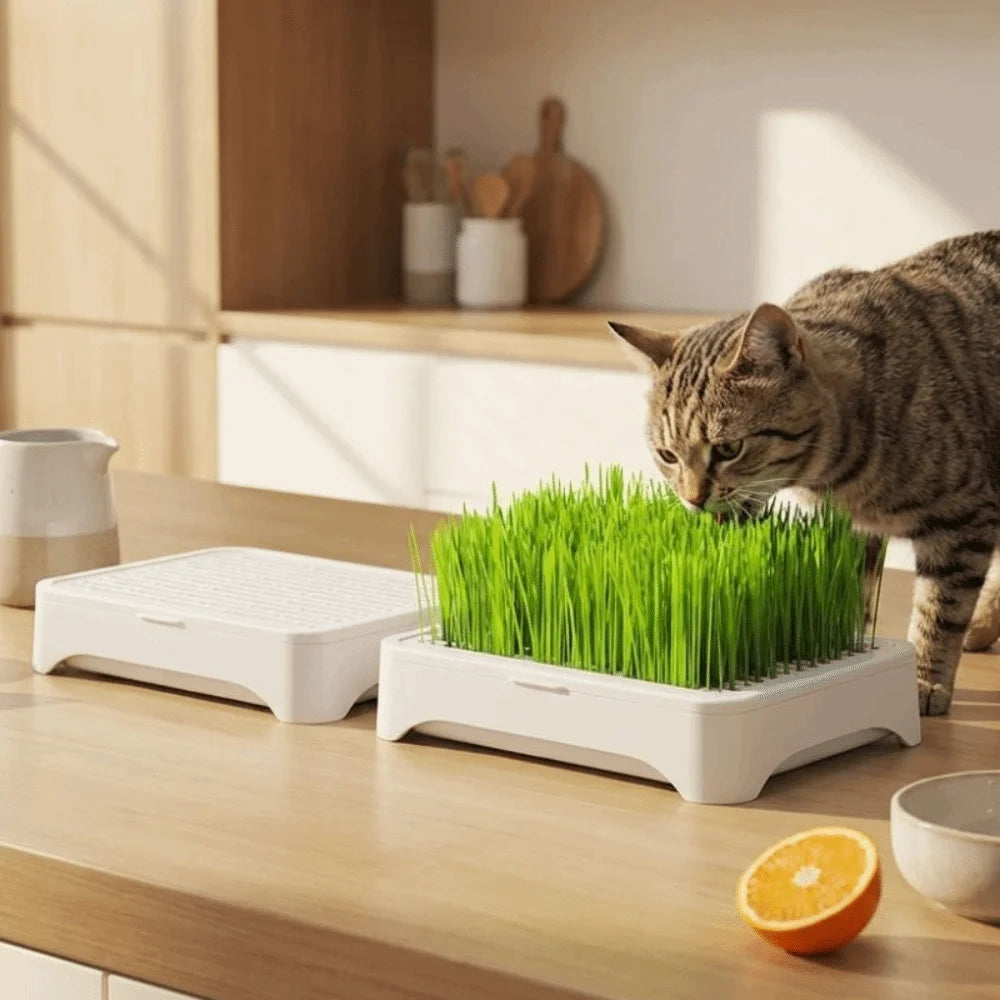 Plastic Cat Grass Planter Self-planted Tray Growth System Soil-Free Nursery Box 3 Layer Cultivation Pot Hydroponic Tray Vue