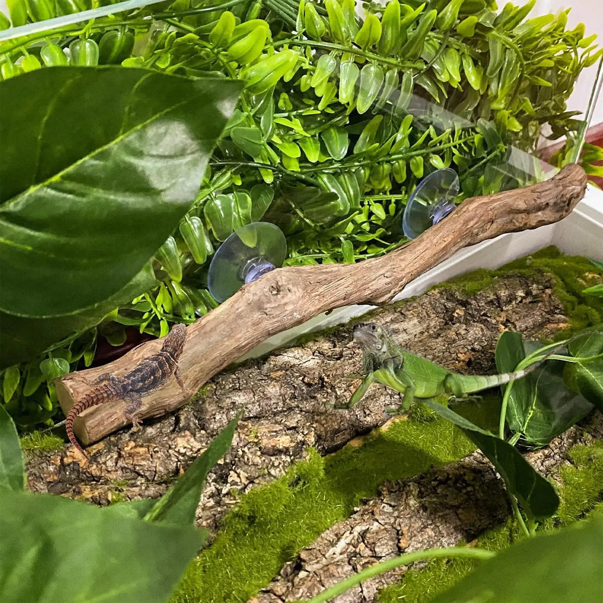 Snake Climbing Branch Unique Snake Climbing Decor Natural Non-slip Habitat Decorations Reptile Decor for Bearded Dragon Snake Vue